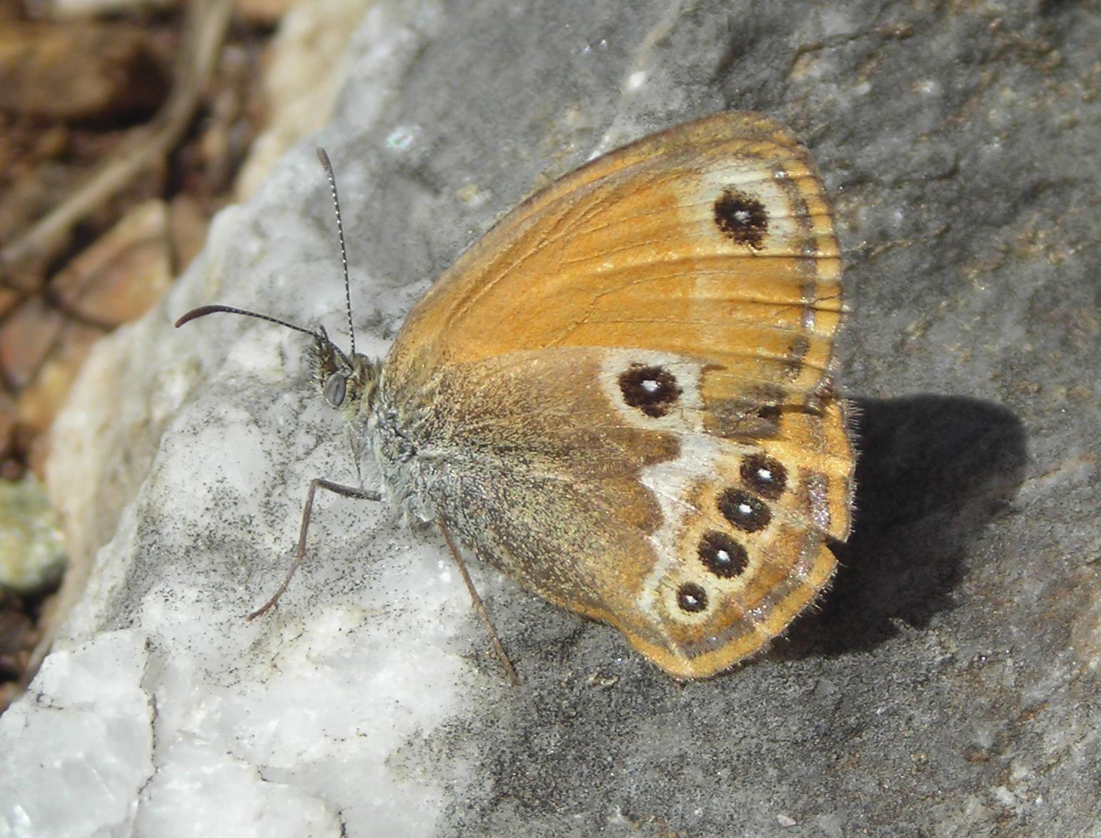 Satiride e Arctia dall''Elba...